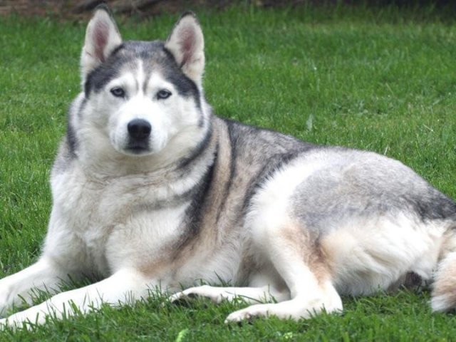 Husky siberiano