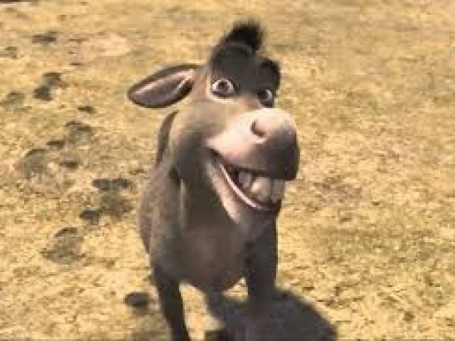 Burro