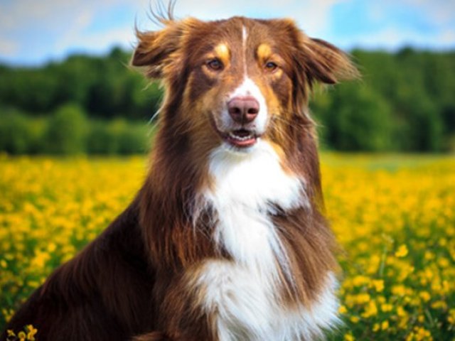 Qual o animal de estimação mais combina com a sua personalidade?