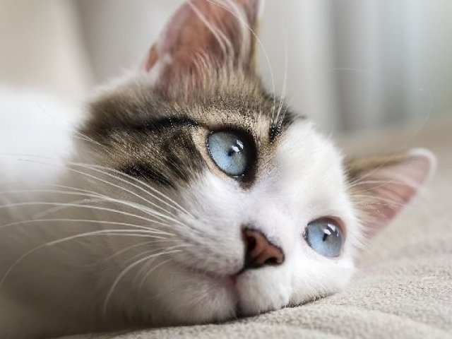 Gato