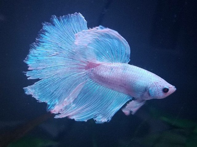 Peixe
