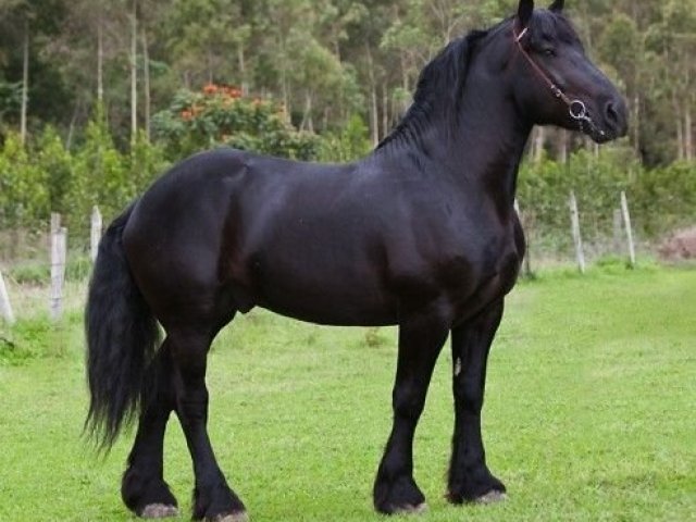 3. Cavalo Percheron