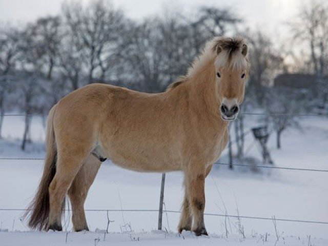 8. Cavalo norueguês