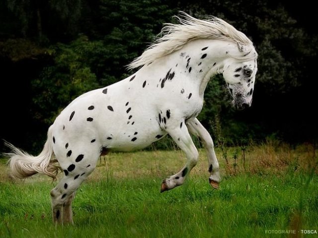 Cavalo Knabstruper