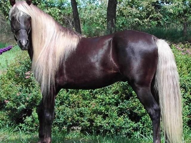 Cavalo Rocky Mountain