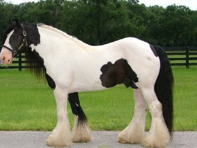 Cavalo Cigano