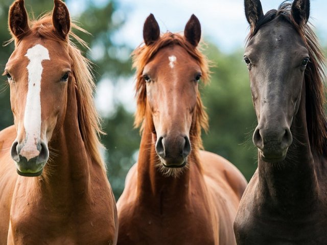 Qual raça de cavalo você seria?