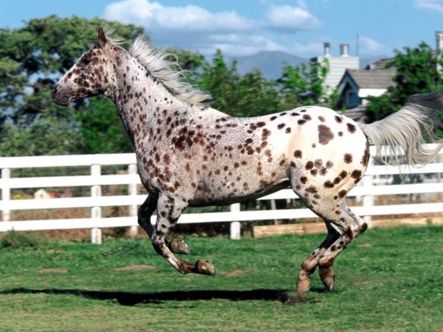 Appaloosa