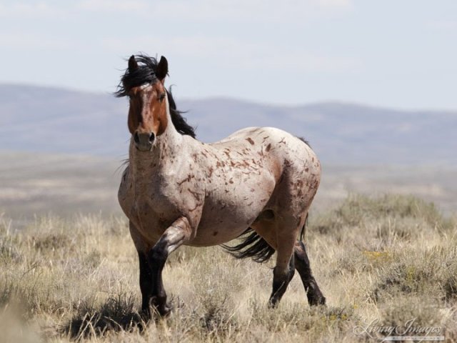 Mustang