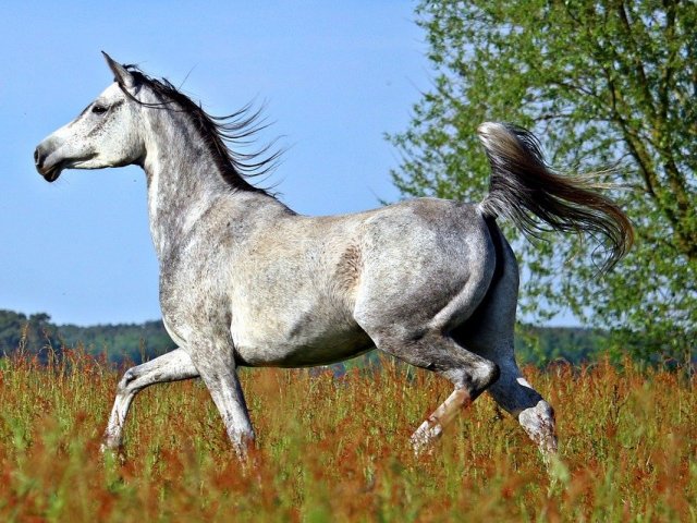 Cavalo Arabe