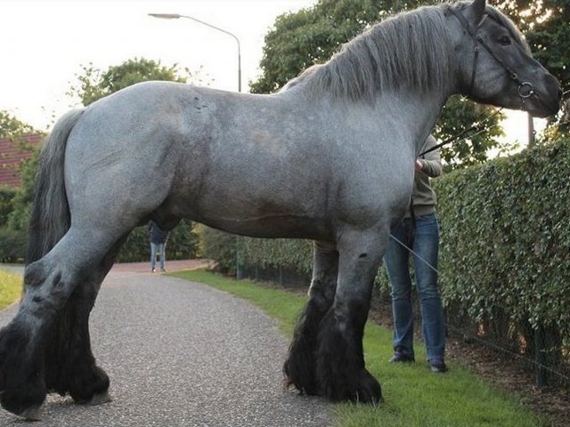 Cavalo Bretão