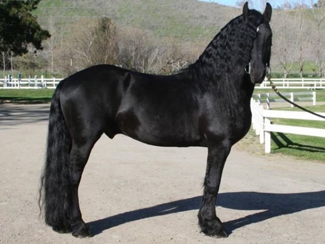 Friesian