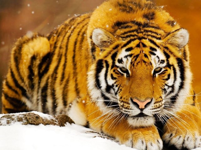Tigre