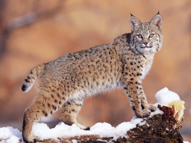 Lince