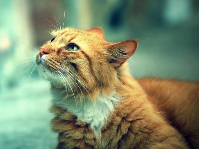 Gato