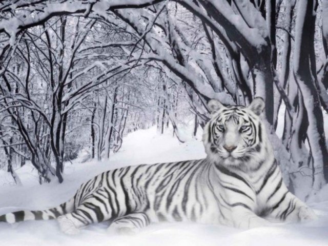 Tigre-de-bengala