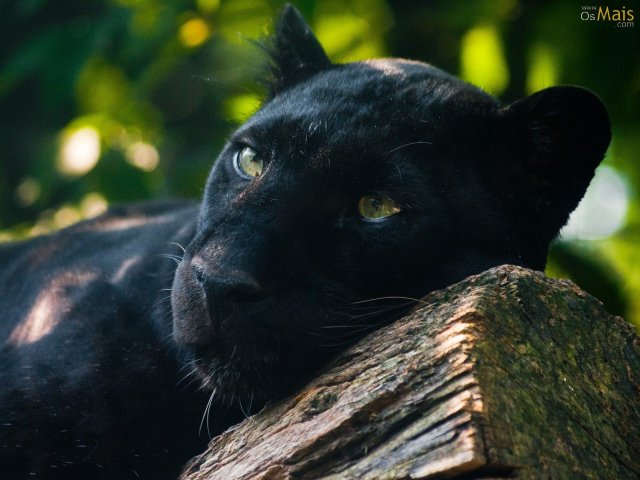 Pantera
