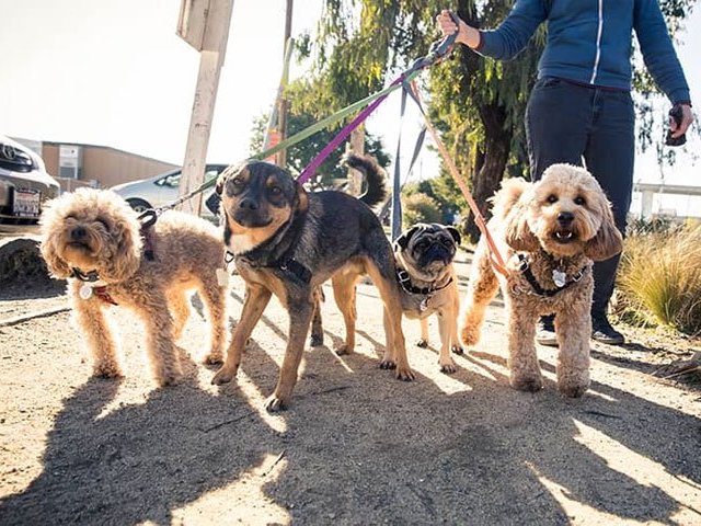 Dog Walker