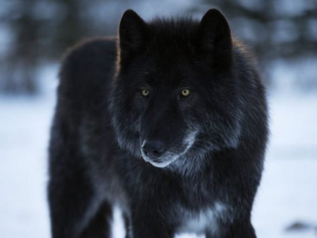 Lobo