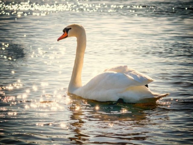 O cisne/Patinho feio