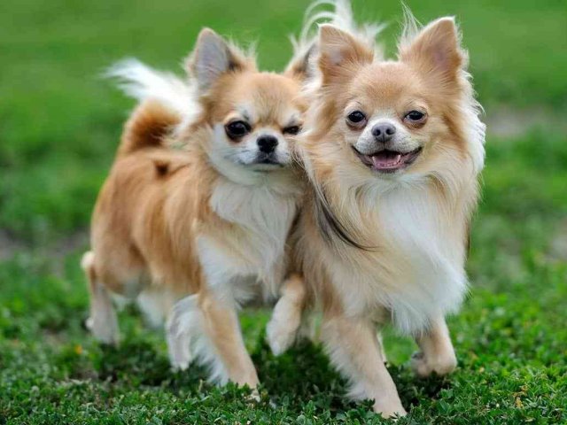 Você é um Chihuahua!