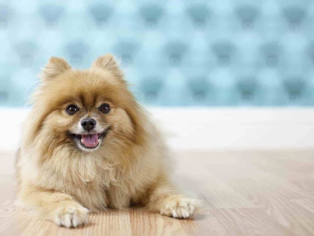 Você é um Lulu da Pomerania!