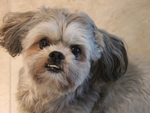 Você é um Shih tzu!