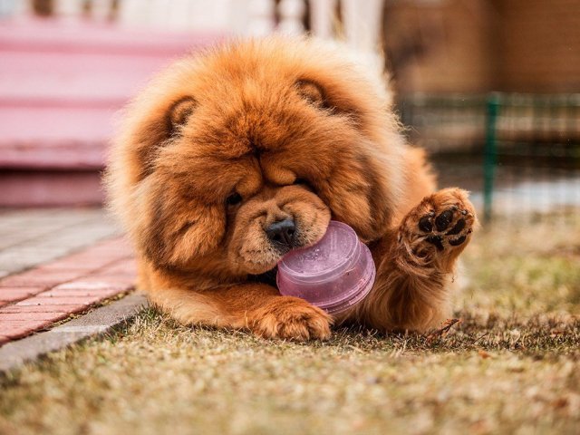 Você é um Chow Chow!