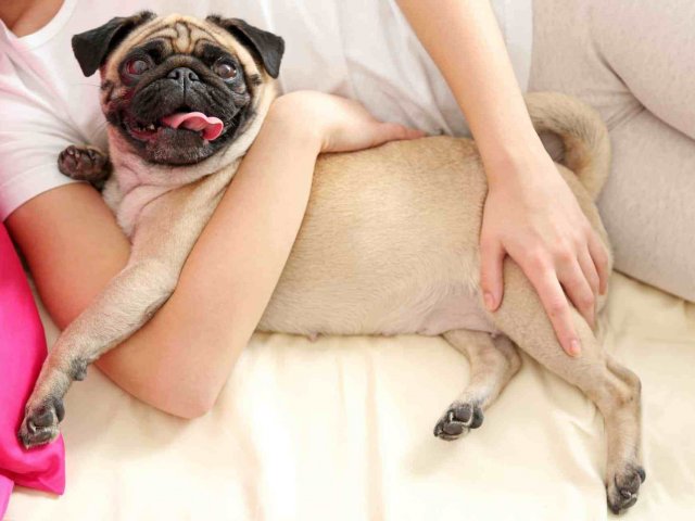 Você é um pug!