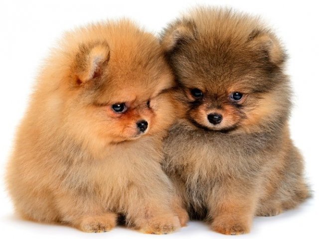 Featured image of post Quizur Cachorro