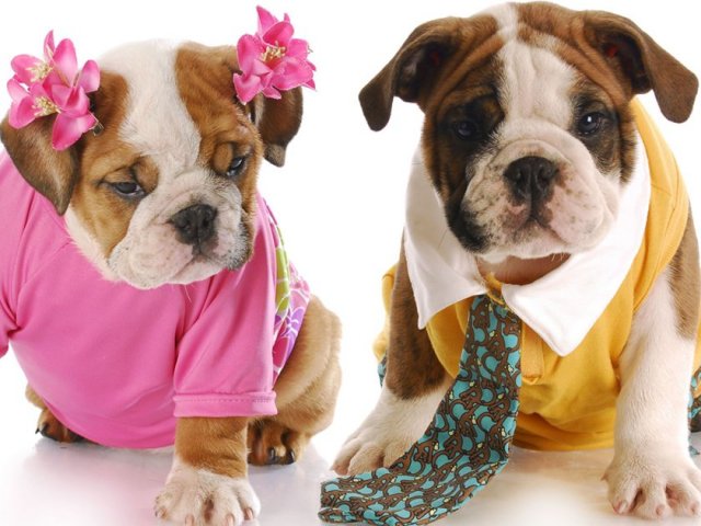 TOP 10 nomes mais populares para cães