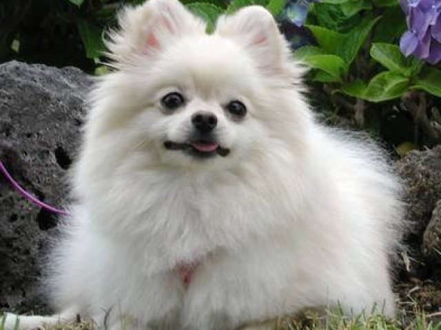 Bob