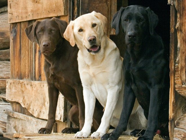 Labrador