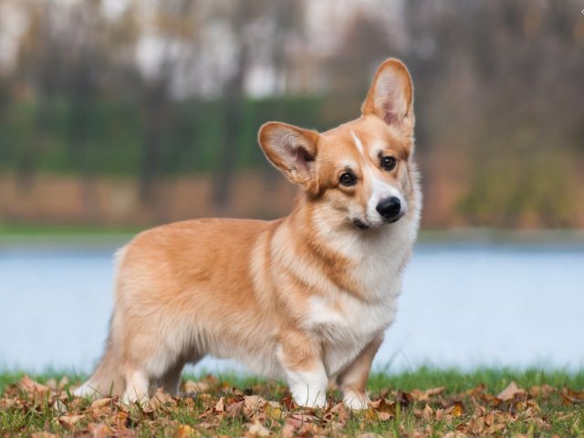 Welsh Corgi (Pembroke)