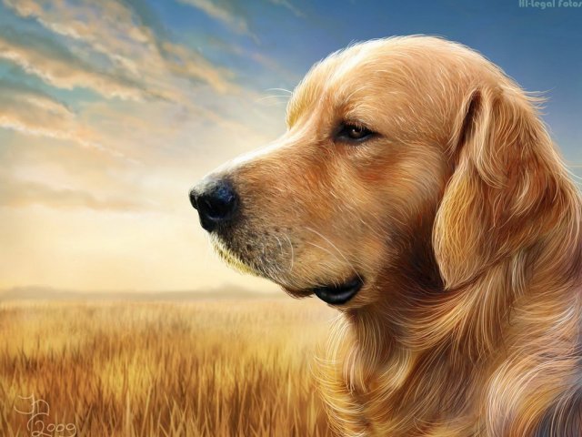 Qual raça de cachorro mais combina com você?