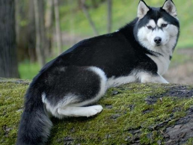 Husky Siberiano