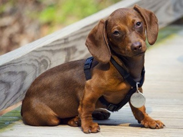 Dachshund