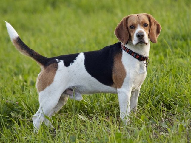 Beagle