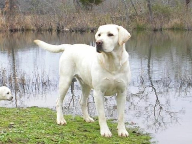 Labrador