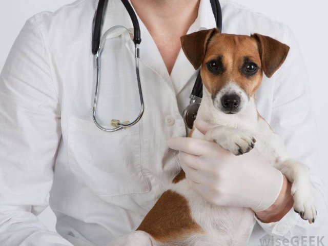 Veterinário(a)