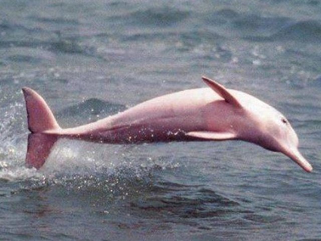 Boto Cor-de-rosa