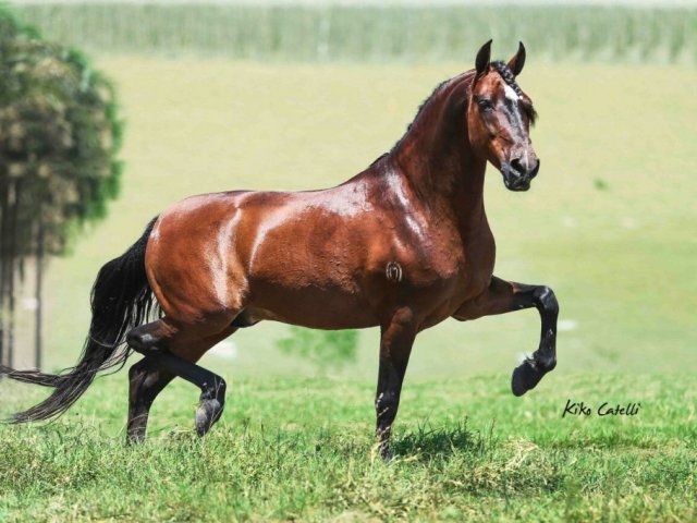 Mangalarga marchador