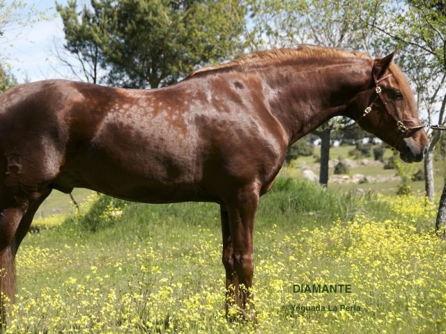 Lusitano