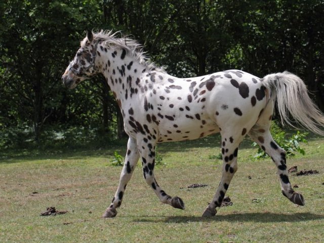 Appaloosa