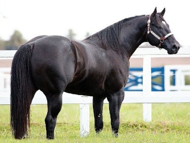 Cavalo