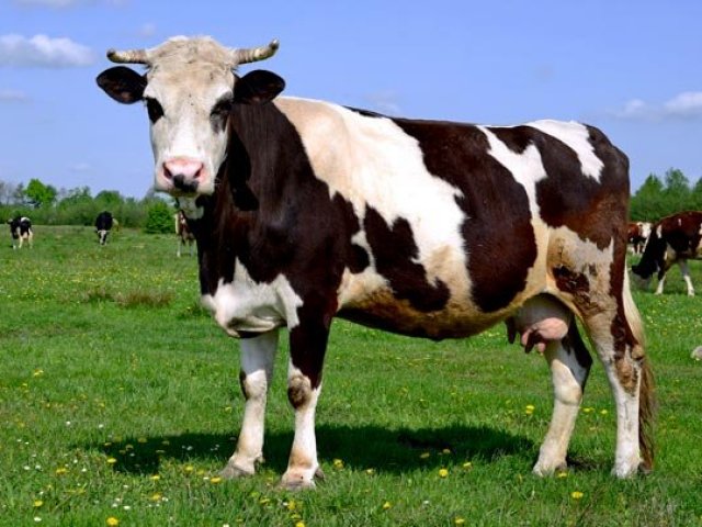 Vaca