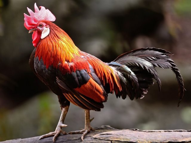 Galo