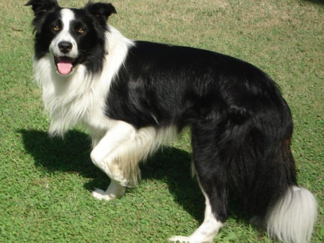 Cachorro