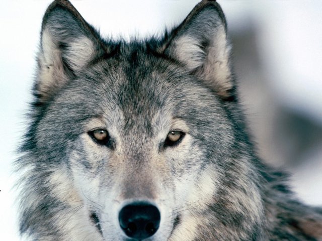 Lobo