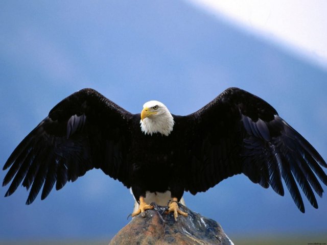 Águia